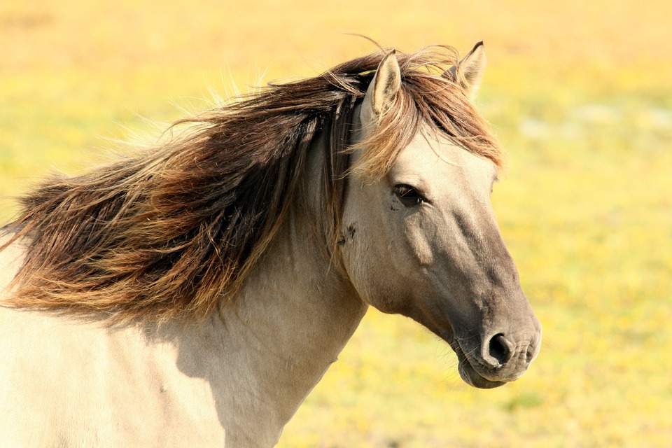 fotka koně